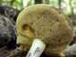 Szemcsésnyelű fenyőtinóru (Suillus granulatus), Pilis